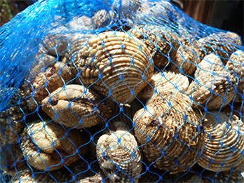 Shellfish Packaging